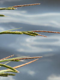 Close-up of plant against lake