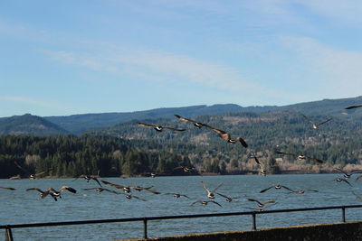 Birds perching on lake against sky