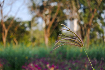 Close-up of plant growing on field