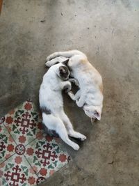 High angle view of bouble cat sleeping on floor