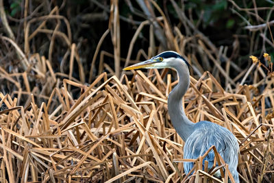 Bird on grass