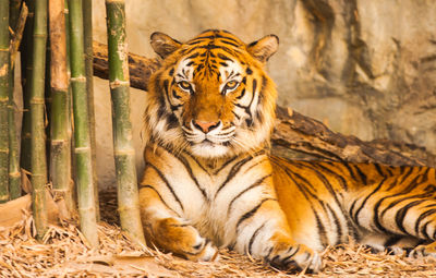 Portrait of cat in zoo