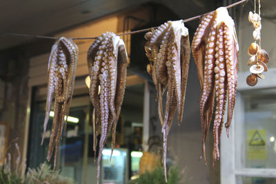 Close-up of octopus for sale in a restaurant 