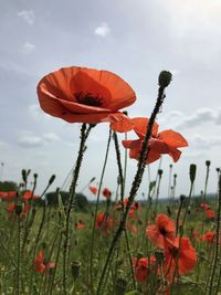 Close-up of poppy on field against sky