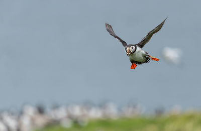 Bird flying over the sky