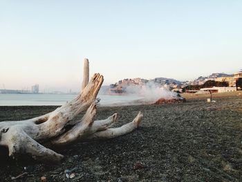 Driftwood on land against clear sky