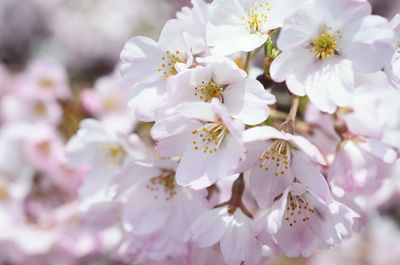 Close-up of white flowers