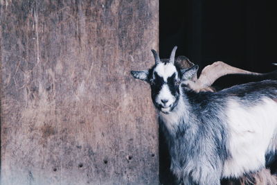 Close-up of goat standing outdoors