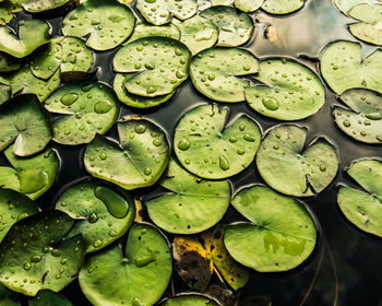 Full frame shot of lotus water lily
