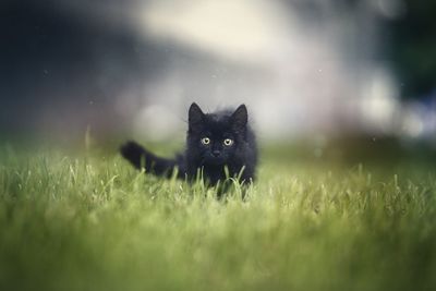 Black cat lying on grass