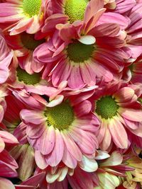 Close-up of pink flower