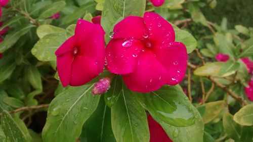 Close-up of wet pink flowers blooming outdoors