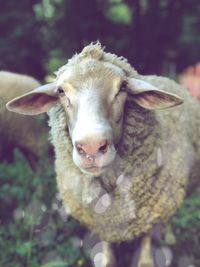 Close-up portrait of goat