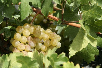 Close-up of grapes growing on tree