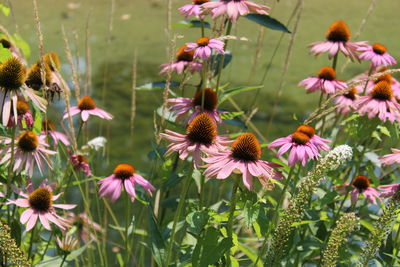 Close-up of flowering plants