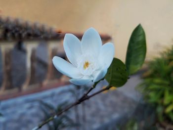 Close-up of white flowering plant