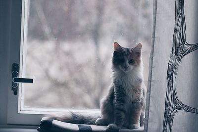 Portrait of cat on window sill