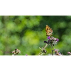 Close-up of butterfly on purple flower