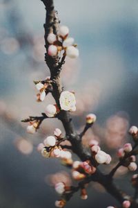 Close-up of flowers on branch