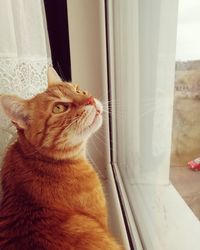 Cat looking away