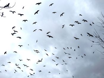 Low angle view of birds flying in sky