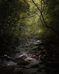 River flowing through rocks in forest