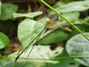 Close-up of insect on leaf