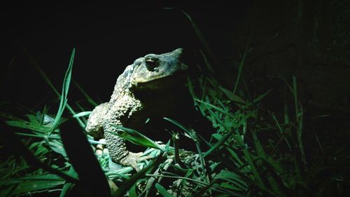 Close-up portrait of a frog