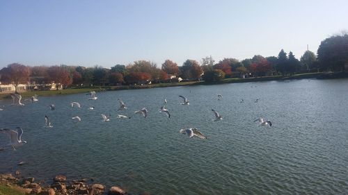 View of birds swimming in lake