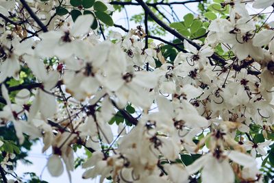 Low angle view of cherry blossoms in spring