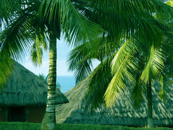 Palm trees against sky