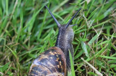 Close-up of snail on grassy field