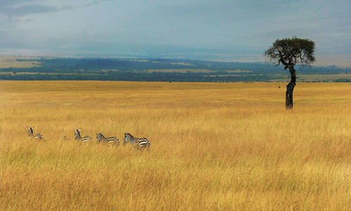 View of horse on field against sky