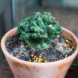 Close-up of green leaves on table