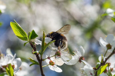 Close-up of butterfly pollinating on flower