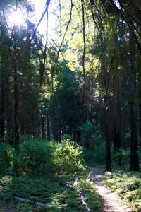 Trees in forest