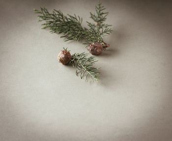 High angle view of pine cone on table