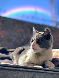 Close-up of cat looking away