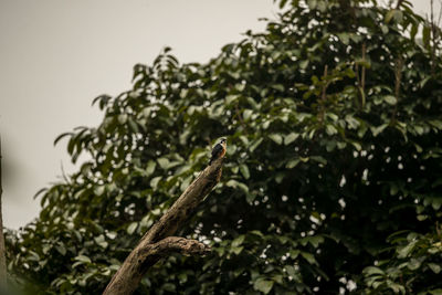 Low angle view of lizard on tree