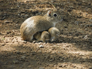 Female adult rodent nursing her babies 