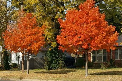 Autumn trees in park