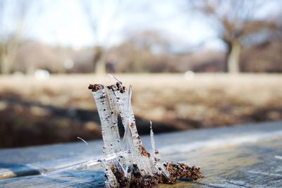 Close-up of dirt on frozen ice on wooden plank