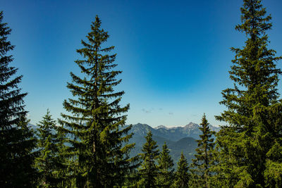Pine trees in forest against sky and mountains 