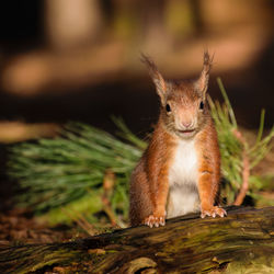 Close-up portrait of squirrel