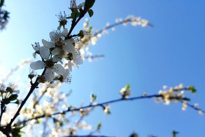 Flowers against clear blue sky