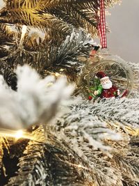 Close-up of christmas tree in winter