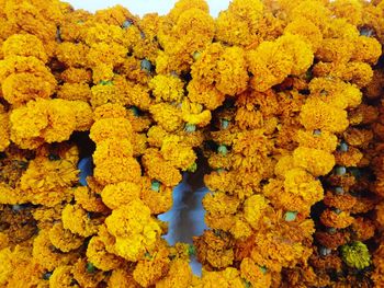 Close-up of yellow flowering plant for sale