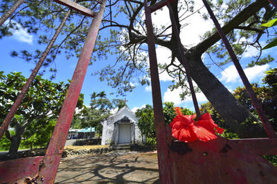 Red flowering plants by building against sky