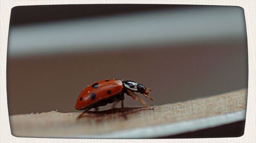 Close-up of ladybug