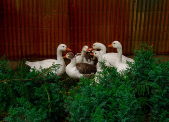 View of birds by plants